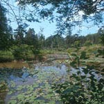 images/pinetum.jpg